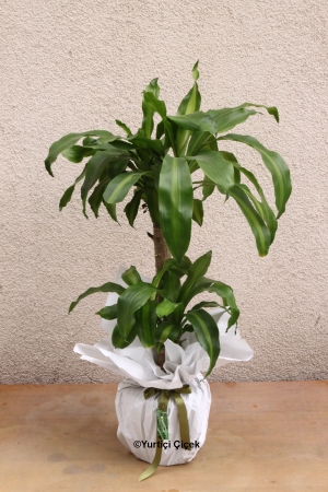 Massengena Plant 1