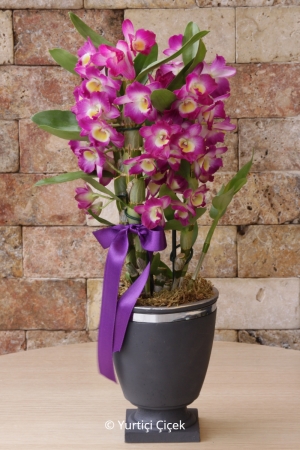 Boutique Dendrobium Orchid