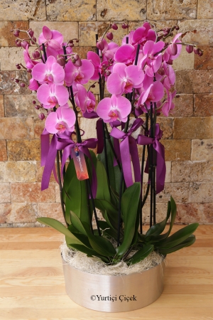 Huge Surprise Orchids