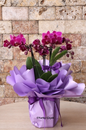 Special Colour Bougetto Orchid Series 4