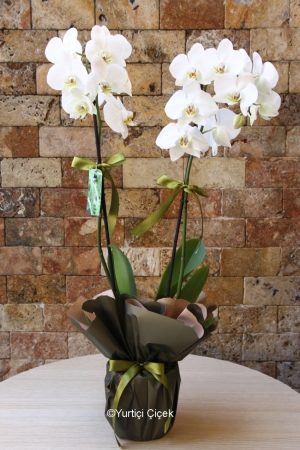 Double Branched White Orchid